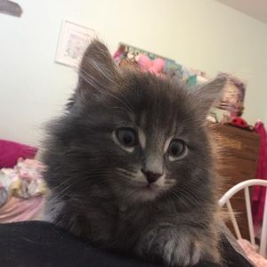 Meet your Posher, Anne